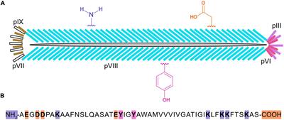 Expanding the chemical diversity of M13 bacteriophage